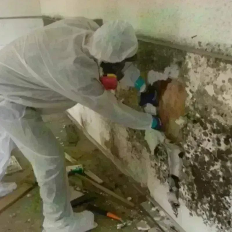 Mold Remediation and Removal in Grand Forks, ND